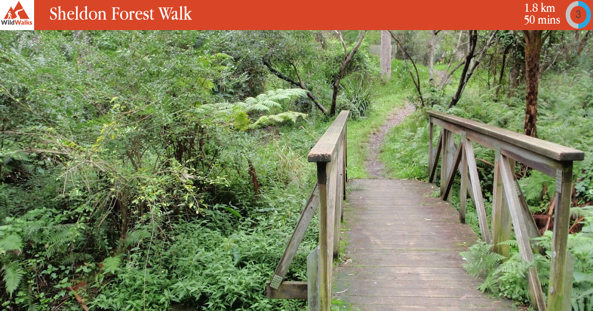 Sheldon Forest Walk walking track