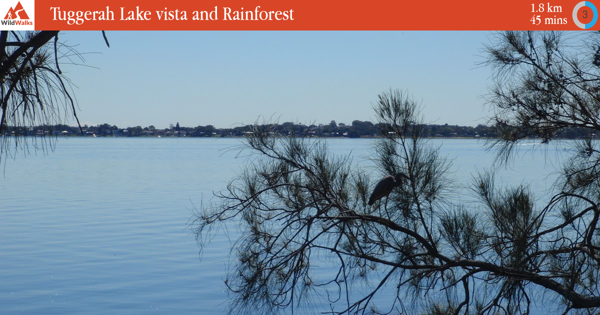 Tuggerah Lake vista and Rainforest walking track